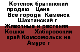 Котенок британский продаю › Цена ­ 3 000 - Все города, Каменск-Шахтинский г. Животные и растения » Кошки   . Хабаровский край,Комсомольск-на-Амуре г.